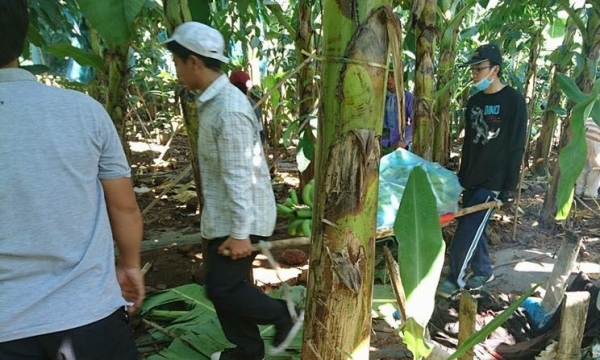 Đồng Nai: Tiếp tục 'giải cứu' chuối cho nông dân